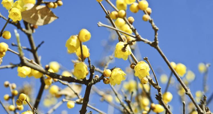 保定市花——牡丹的花语和意义（探寻牡丹花的历史沿革与文化内涵）