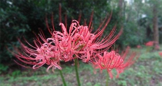 彼岸花的象征意义与寓意（生死交替中的美丽与坚韧）