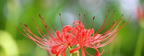 彼岸花（以彼岸花代表生命的顽强与希望）