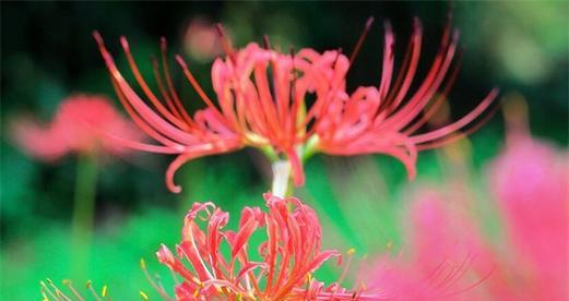 彼岸花的花语与色彩（探索彼岸花不同颜色的含义与象征）