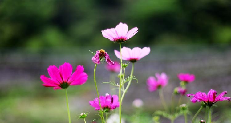 以波斯菊的花语和寓意（探索以波斯菊的花语和寓意）