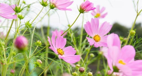 以波斯菊的花语和寓意（探索以波斯菊的花语和寓意）