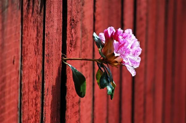 坚强勇敢的花——向生命的顽强致敬（花开在逆境中）