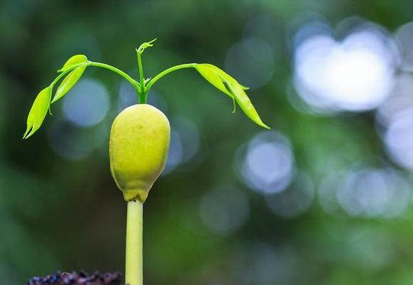 勇气与坚强的植物（探寻植物中的勇气和坚强）