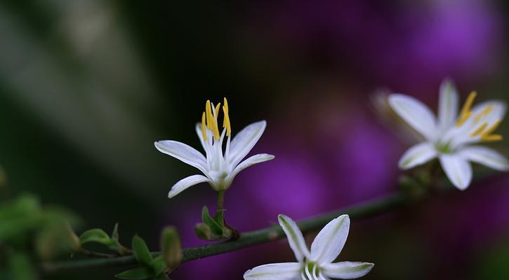 吊兰开花的寓意与意义（探寻吊兰开花的象征和启示）