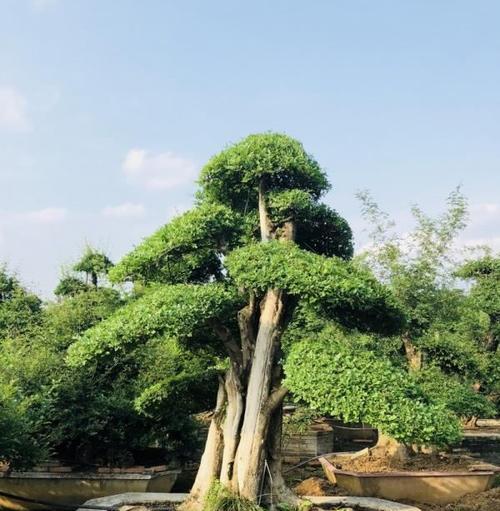 探讨白蜡的风水寓意与摆放位置（传统文化中的吉祥象征——白蜡及其摆放禁忌）