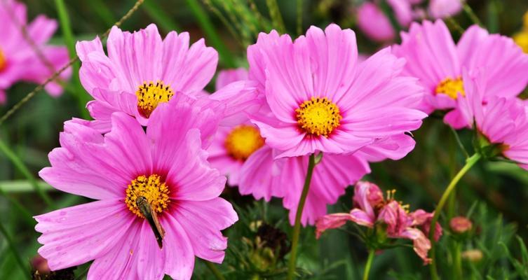 格桑花（祈福与希望的花朵）