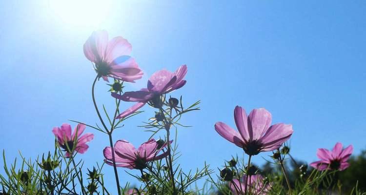 格桑花（祈福与希望的花朵）