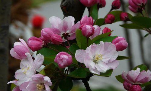 海棠花的花语和寓意（探索海棠花的深刻内涵与象征意义）