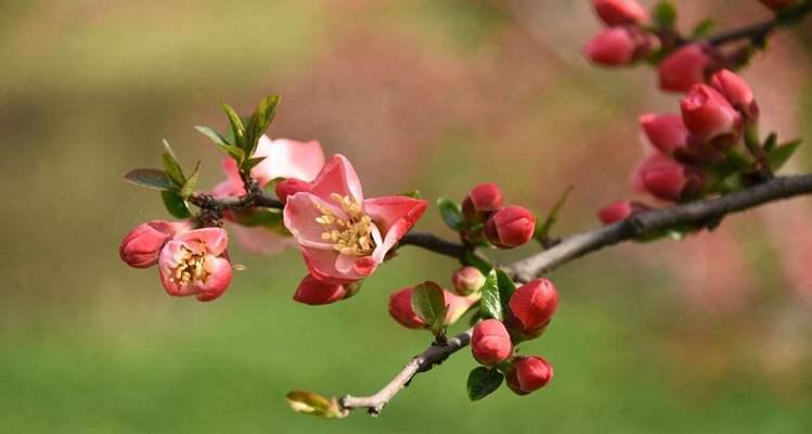 海棠花的花语与代表意义（深情浪漫的海棠花）