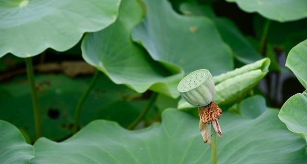 荷叶的象征意义（探寻荷叶的文化内涵与象征意义）