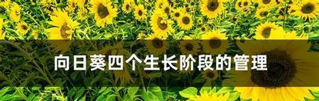 如何种植向日葵（时间方法一网打尽）