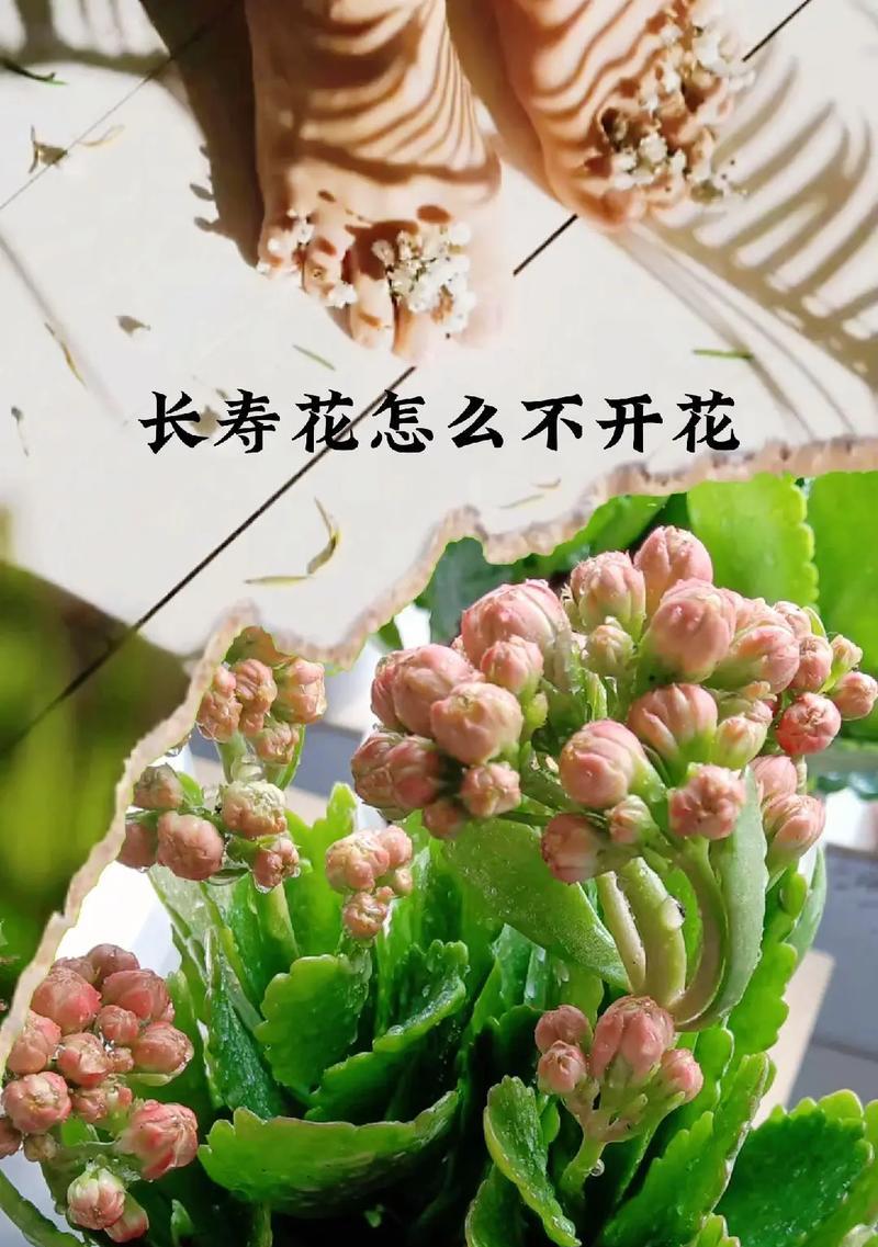 探寻象征长寿的植物（从古到今）