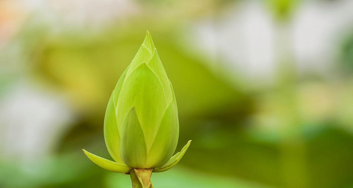 探究纯洁植物的象征意义（探究纯洁植物的象征意义）