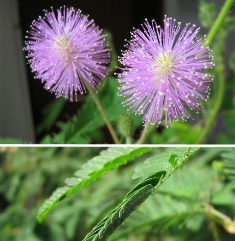 植物象征精神（探究植物在文化与历史中的象征意义）