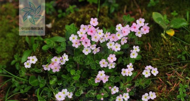 和平之花——象征和平的植物（探寻和平的花语和文化内涵）