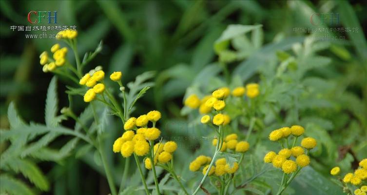 和平之花——象征和平的植物（探寻和平的花语和文化内涵）