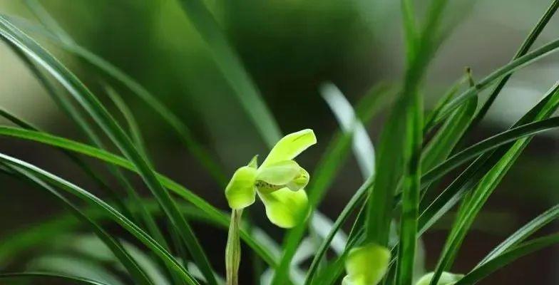 寓清廉于植物——象征清廉的植物（15种令人心旷神怡的象征清廉植物）