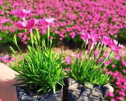 阳光向上之花——象征积极向上的植物（探寻性格品质的生命之花）