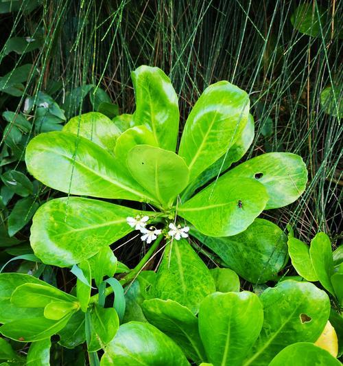 小草，草本植物的代表（探秘小草的奇妙世界）