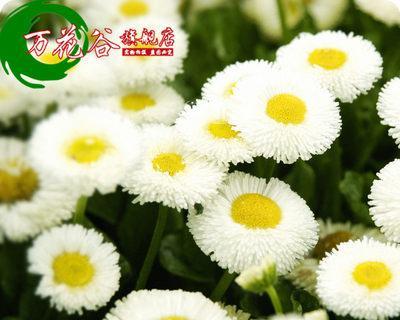 四季不衰的小雏菊（探究小雏菊为何四季开花）