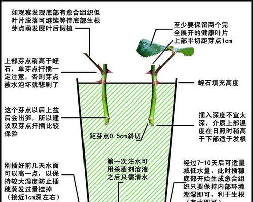 小雏菊叶子发蔫原因及补救方法（保护小雏菊健康生长的关键）