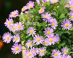 养爆盆小雏菊的方法（打造鲜花缤纷的窗台花园）