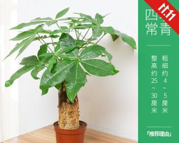 小发财树盆景的养护方法（打造美丽家居绿色植物的窗台神器）