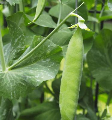 小寒时节种菜指南（从土壤、气温到菜品选择）