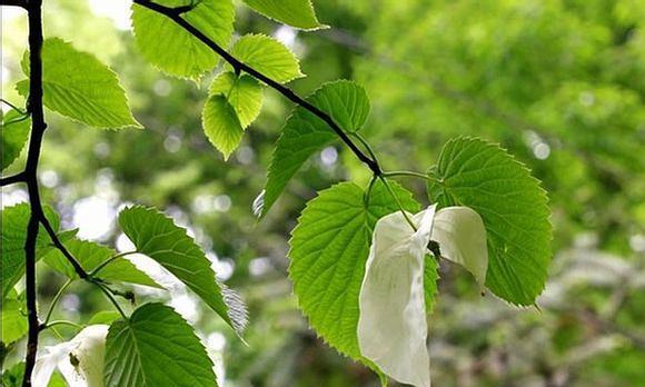 小寒时节种菜指南（从土壤、气温到菜品选择）