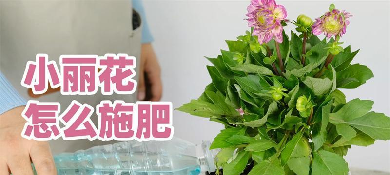 小丽花修剪方法详解（学会正确的修剪方式）