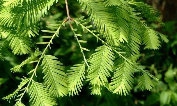 小麦的裸子植物身份（探秘小麦的生长特点和独特之处）