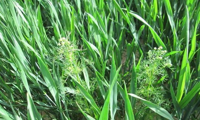 小麦是双子叶植物吗（探究小麦的分类和特点）