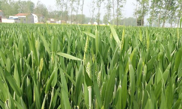 小麦种植的时间、方法与管理技术（掌握时间、科学栽培、精细管理）