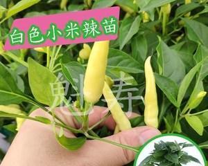 小米椒种子的种植方法（如何种植小米椒）