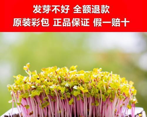 小米椒种子的种植方法（如何种植小米椒）