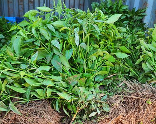 小米椒种子的种植方法（如何种植小米椒）