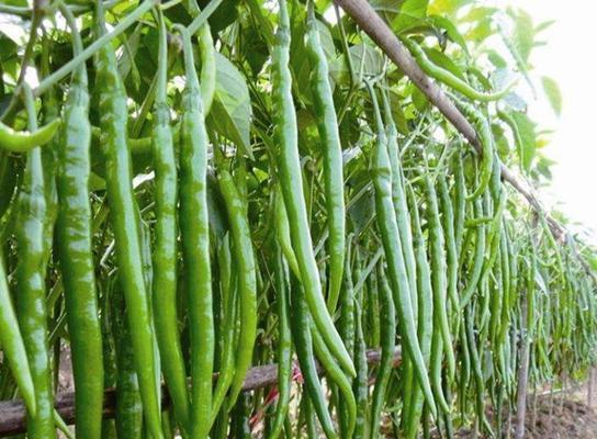 小米辣北方能种吗（小米辣北方种植地和条件）