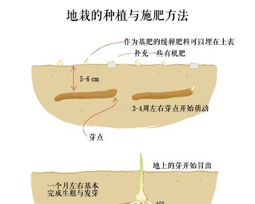 如何实现小米星多肉的爆盆繁殖（小米星多肉繁殖方法详解）