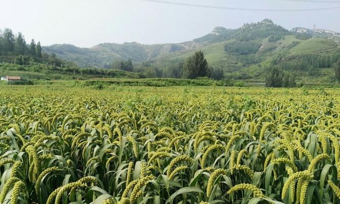 小米种植条件及环境要求：适宜小米生长的环境与技术要点