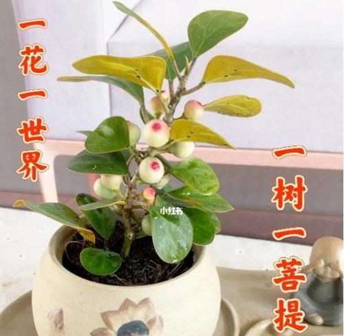 小盼菩提养殖全攻略（从种植到收获）