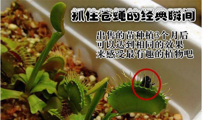 小食人花养殖全攻略（从基础养护到繁殖）