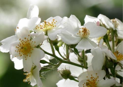 《深山含笑的花语和传说》（一缕芬芳传承千年）