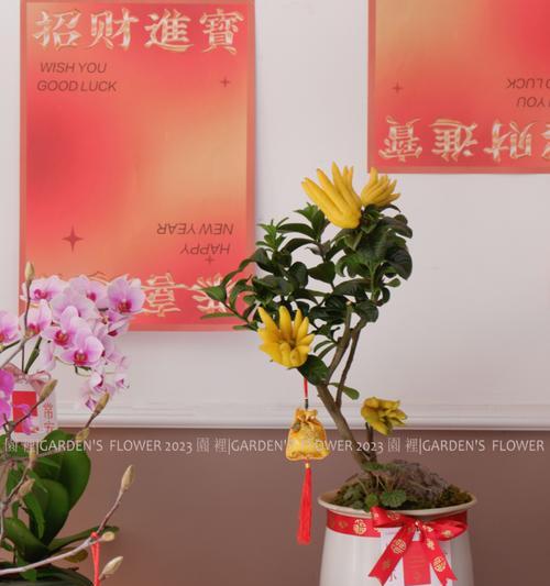 多子多福，福禄寿财源不断（盆栽植物中的吉祥寓意与养护技巧）