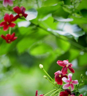 君子花语（用花传递内涵和情感）