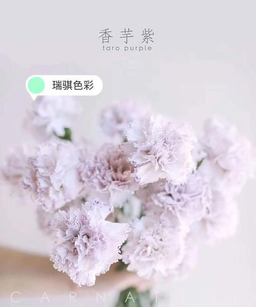 水晶草花语之美——生命的奇迹（探寻水晶草花语的秘密）