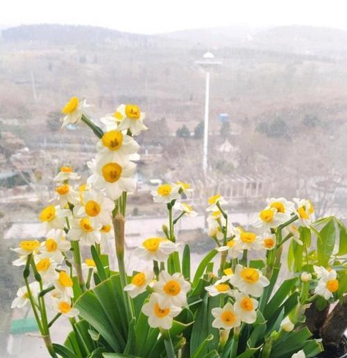 水仙花之美——寓意与象征（探寻水仙花的美丽与深刻内涵）