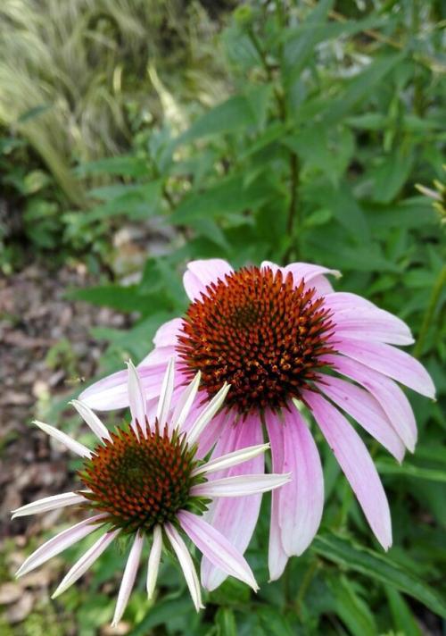 松果菊花语（松果菊花语的含义及其在人生中的重要意义）