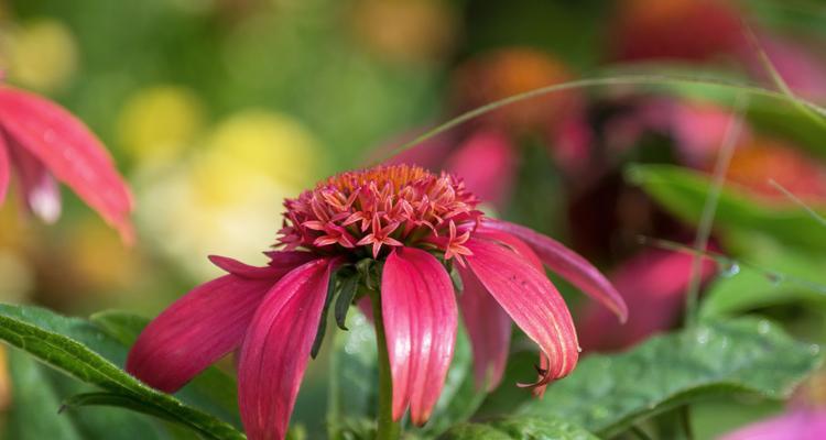 松果菊花语（松果菊花语的含义及其在人生中的重要意义）