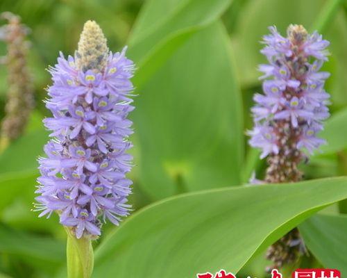 梭鱼草的花语（以梭鱼草花语为主题的探索与解读）